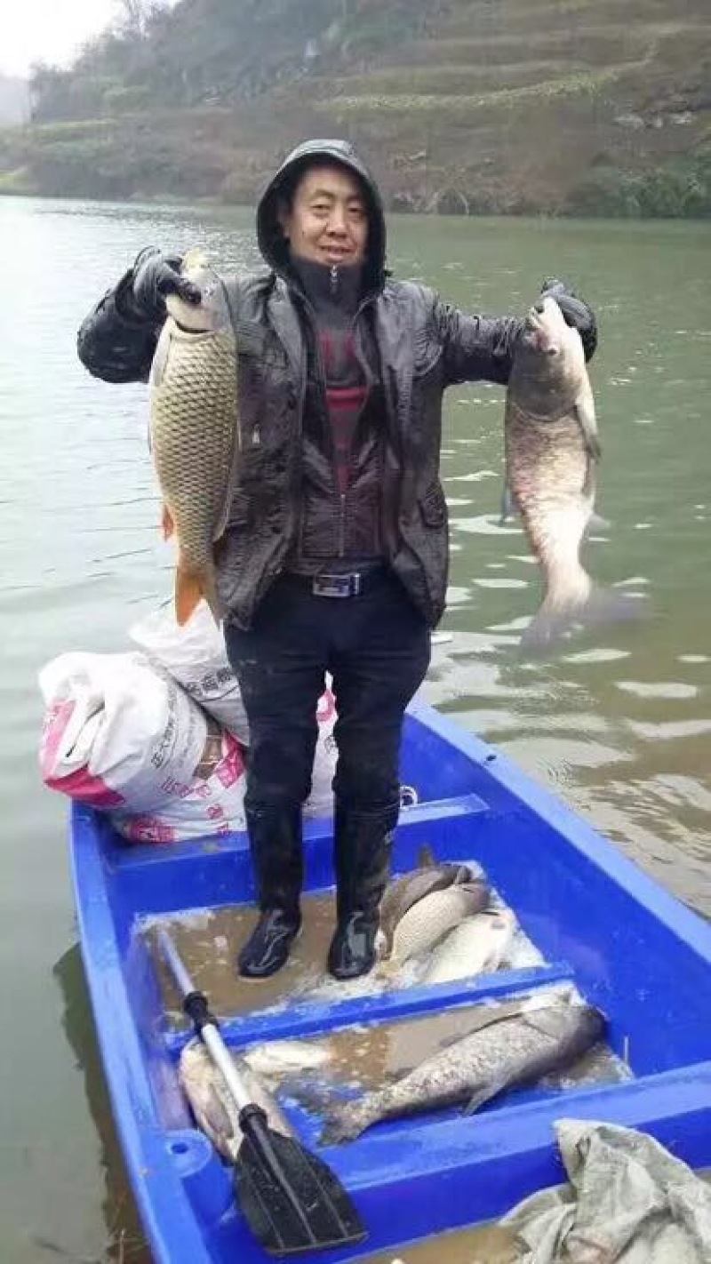 花白鲢