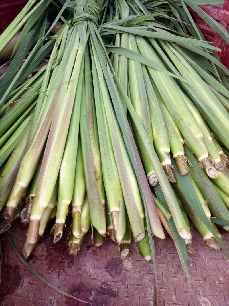 美人茭带壳