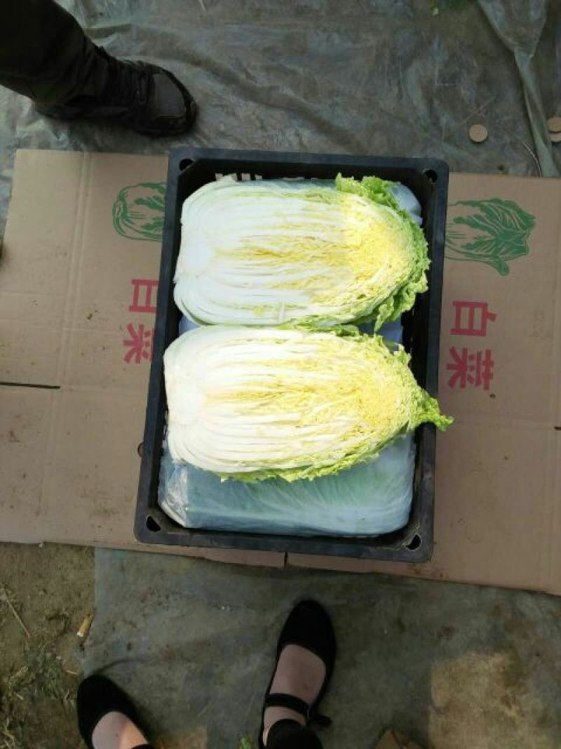 山东黄心白菜3-5斤供应超市，市场，加工各种