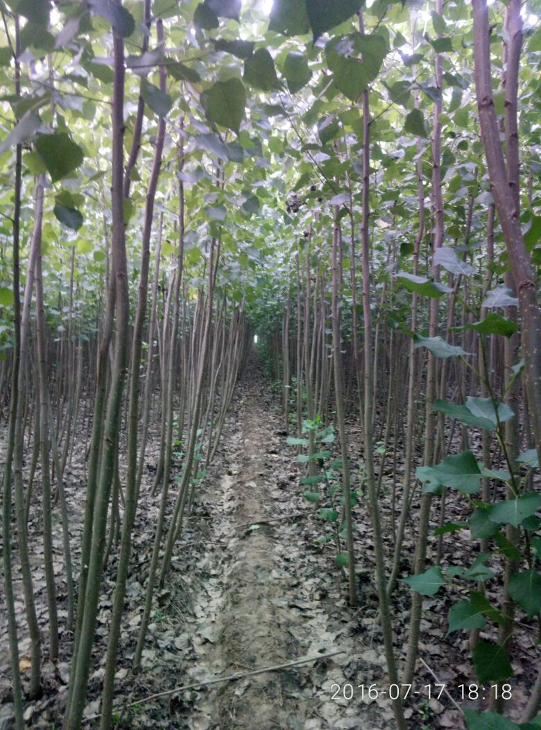 河北沧州市献县杨树种条 4~5cm批发_老周供应