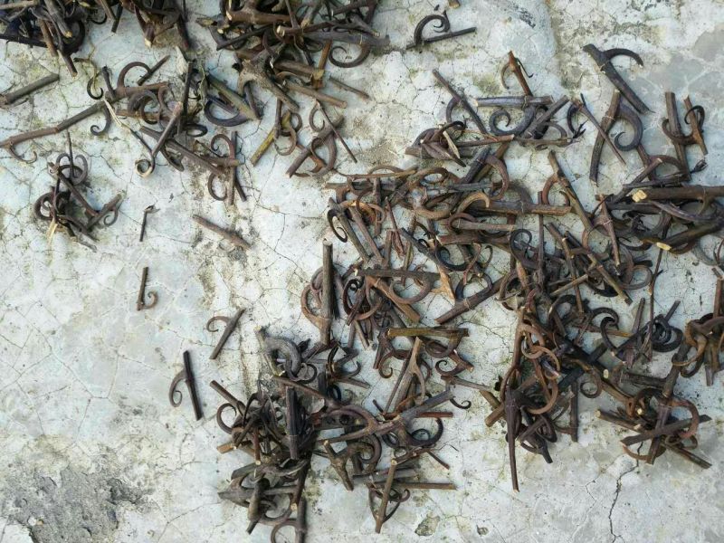 优质钩藤产地直供一手货源大山里的野生钩藤