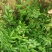 优质花椒苗大红袍花椒苗无刺花椒量大优惠0.5~1年