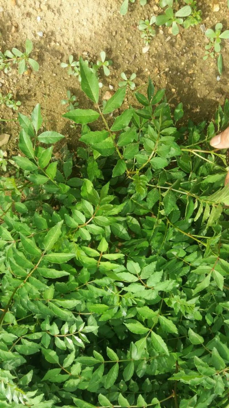 优质花椒苗大红袍花椒苗无刺花椒量大优惠0.5~1年