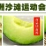 网纹瓜3斤以上椭圆形
