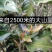 普洱茶