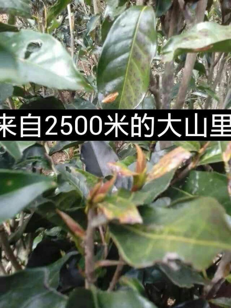 普洱茶