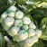 黄心菜白菜4~6斤