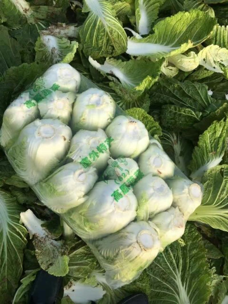 黄心菜白菜4~6斤