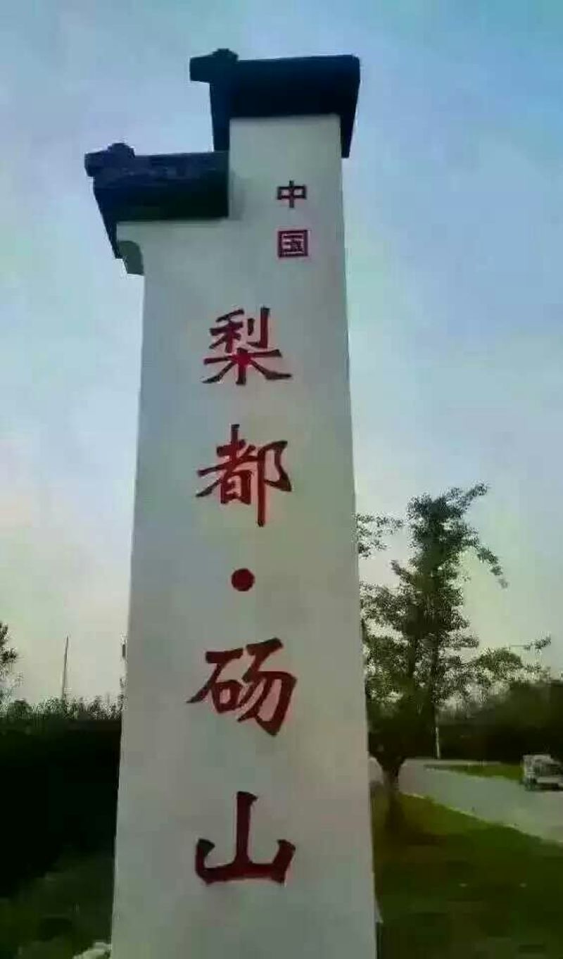 酥梨450~500g光果