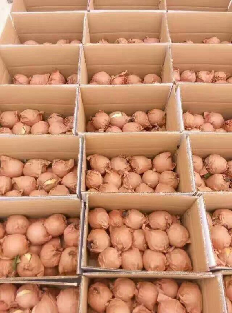黄金梨450~500g筐装