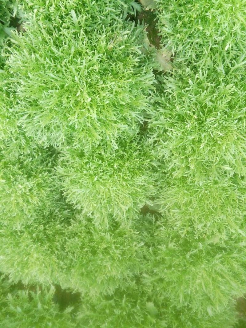 苦菊10~12cm