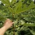大量出售无花果苗布兰瑞克波姬红品种齐全价格优惠