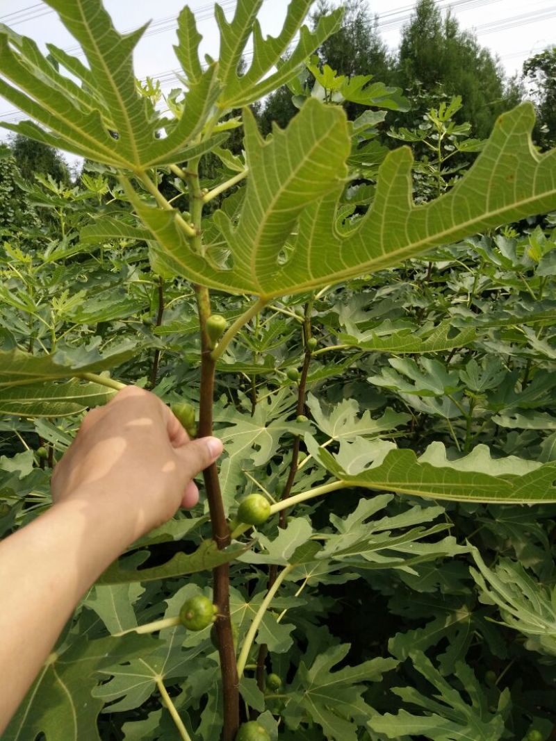 大量出售无花果苗布兰瑞克波姬红品种齐全价格优惠