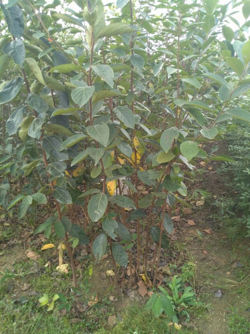 柿子树苗甜柿子树牛心柿子树黑柿子树苗