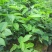 牛大力种苗15cm以下