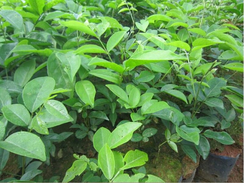 牛大力种苗15cm以下