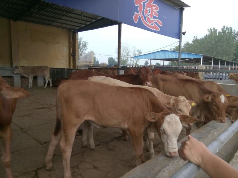西门塔尔牛犊改良肉牛犊，育肥牛犊100~200kg