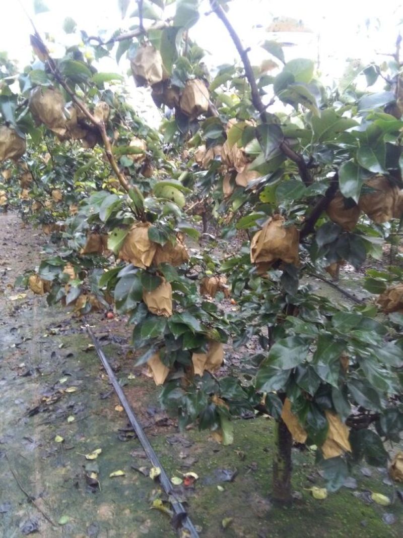 晚秋黄梨纸箱