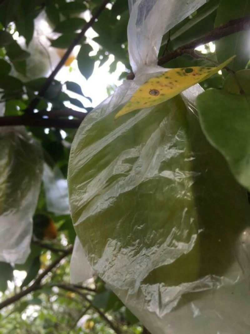 红杨桃4~5两