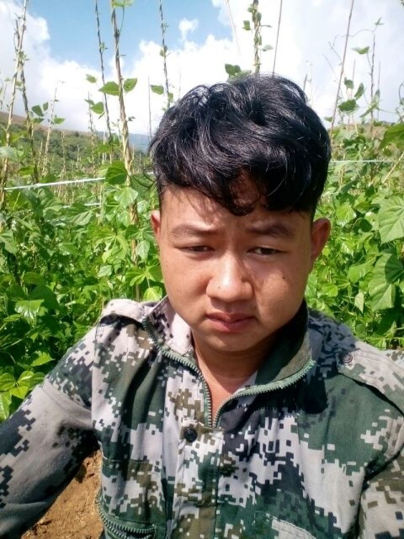 无筋豆20厘米以上