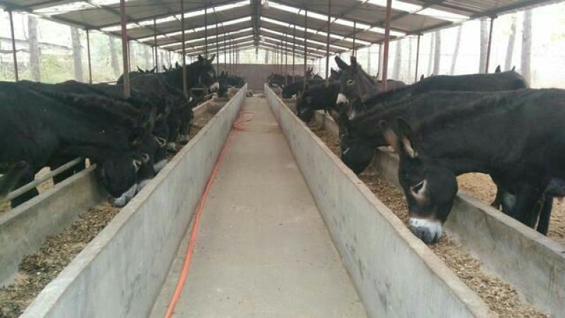 肉驴200~400斤