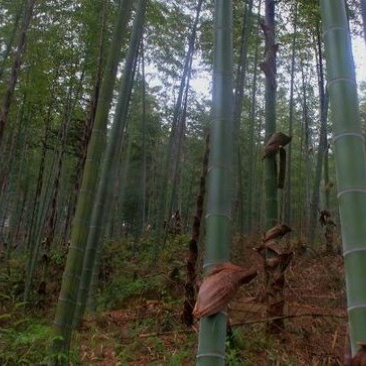 楠竹6cm以上6米以上