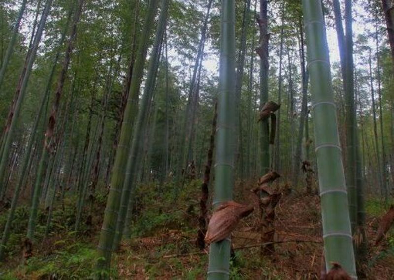 楠竹6cm以上6米以上