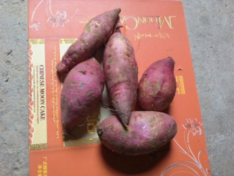 鸡蛋黄红薯