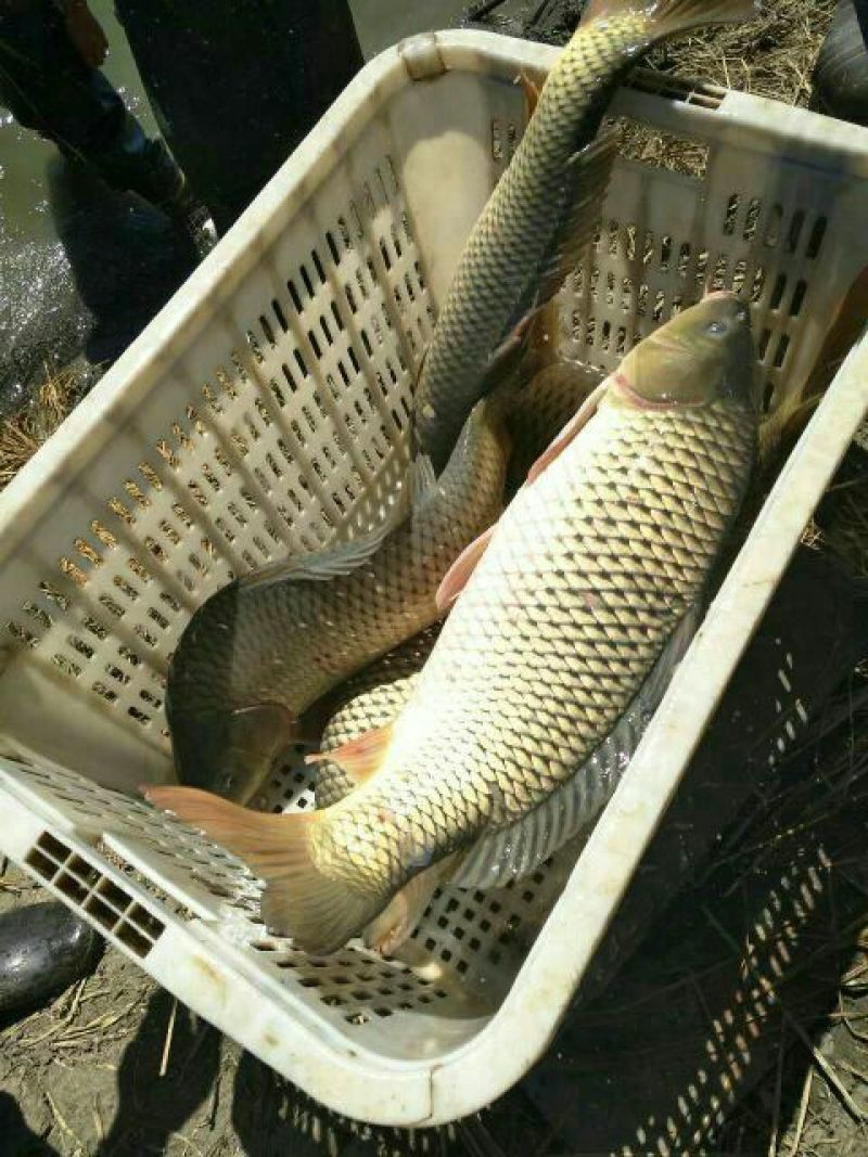 河鲤鱼食用3公斤以上