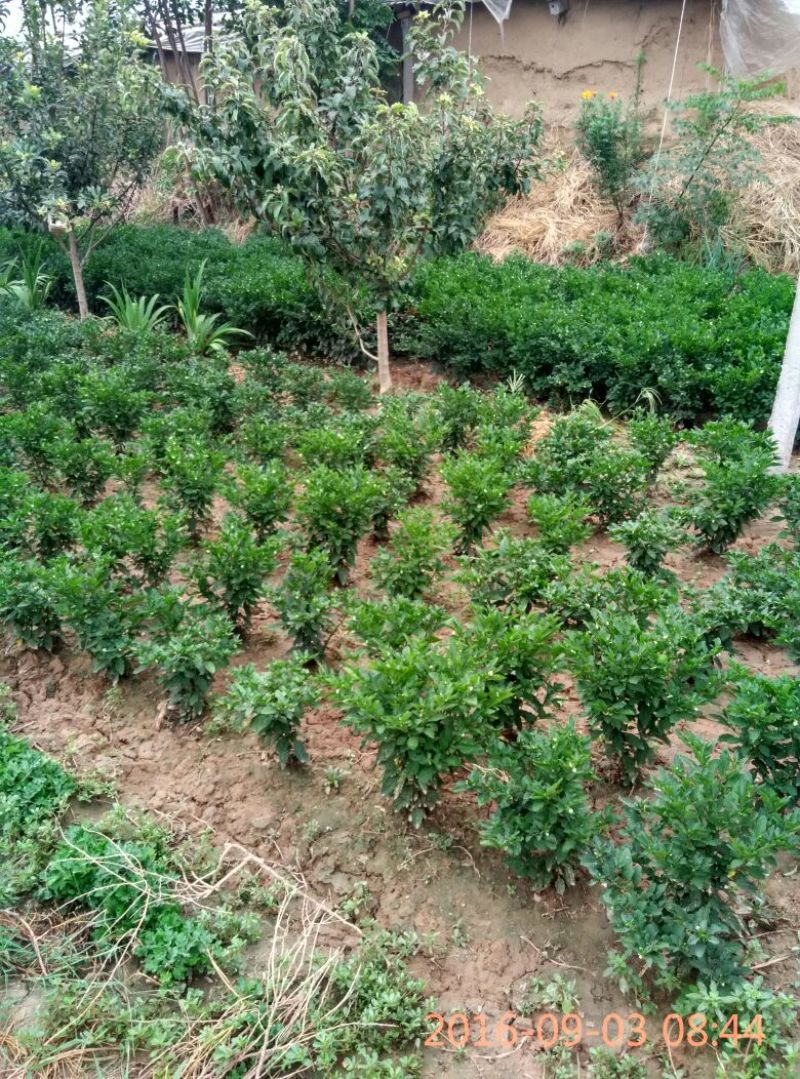 珊瑚珠含盆