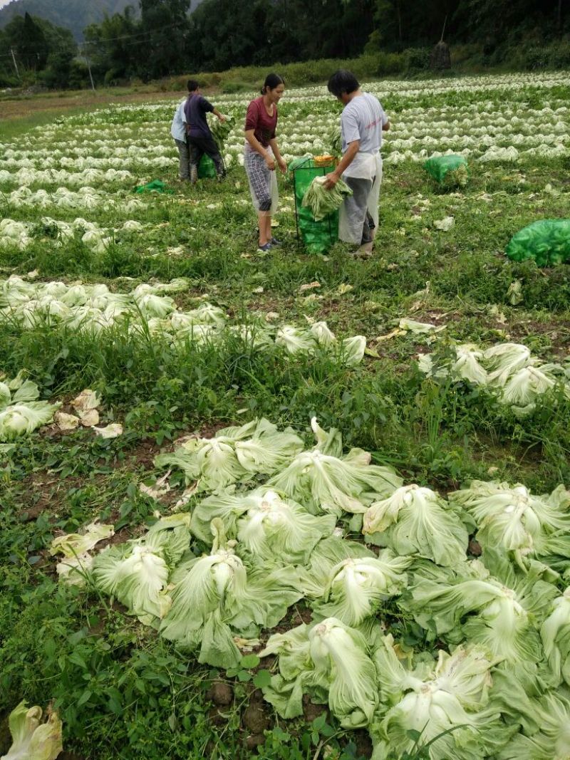 包心芥菜1斤以上