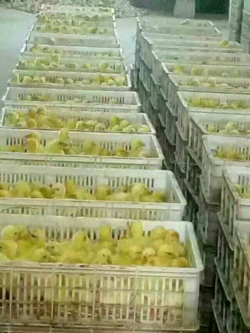 三花鹅苗250g以上