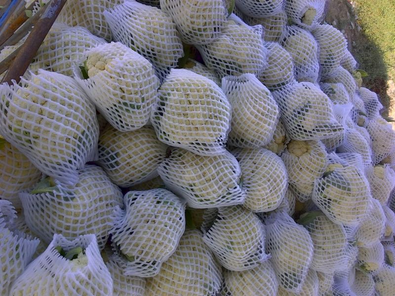 白花菜花1斤适中乳白