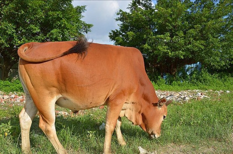 牛肉干