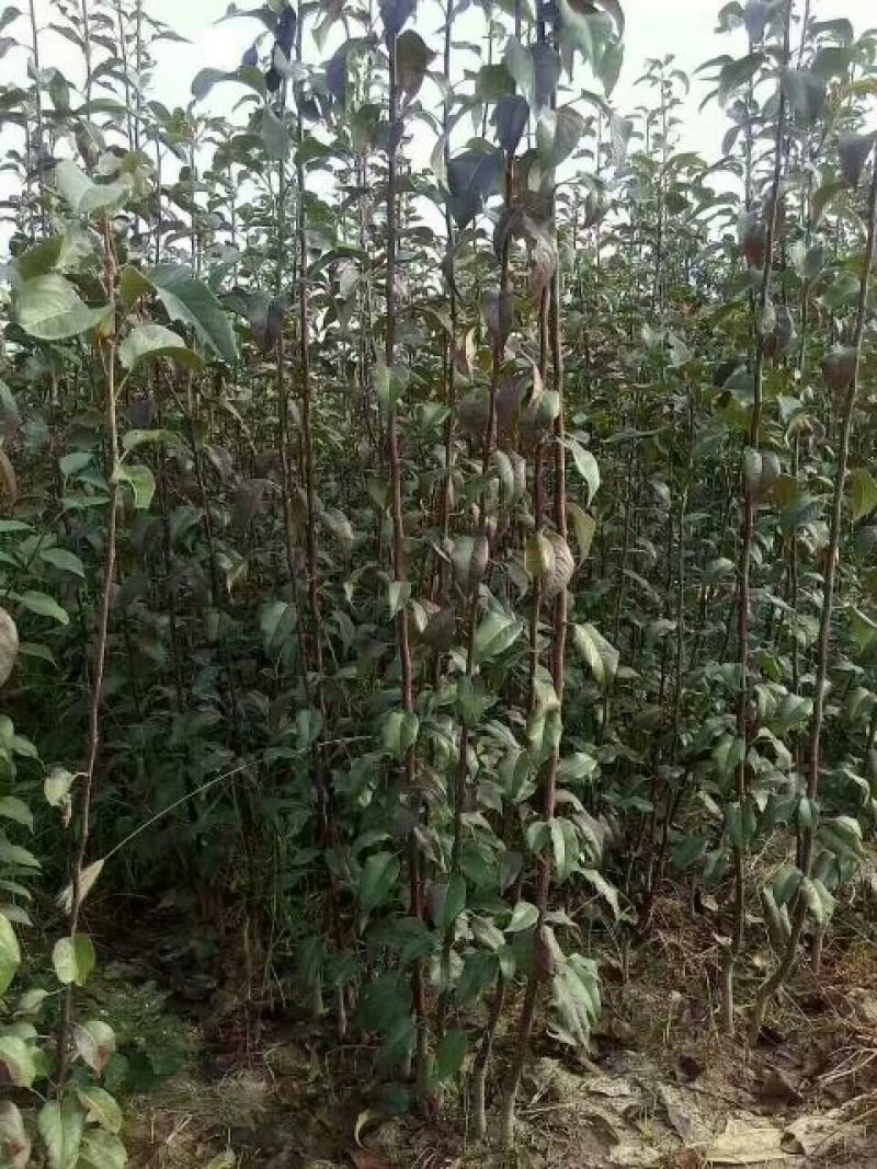 红肉苹果树苗80cm以上