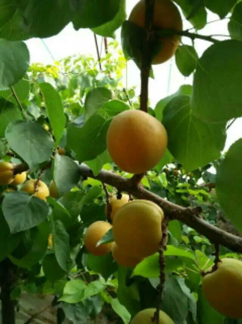 金太阳杏陕西金太阳杏供应，金太阳杏上市价格