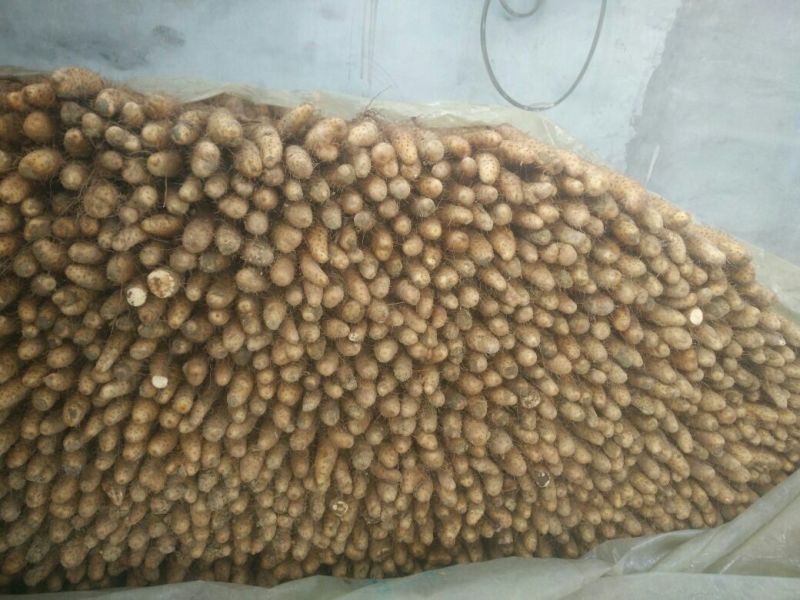 白玉山药3-5厘米通货30~35厘米