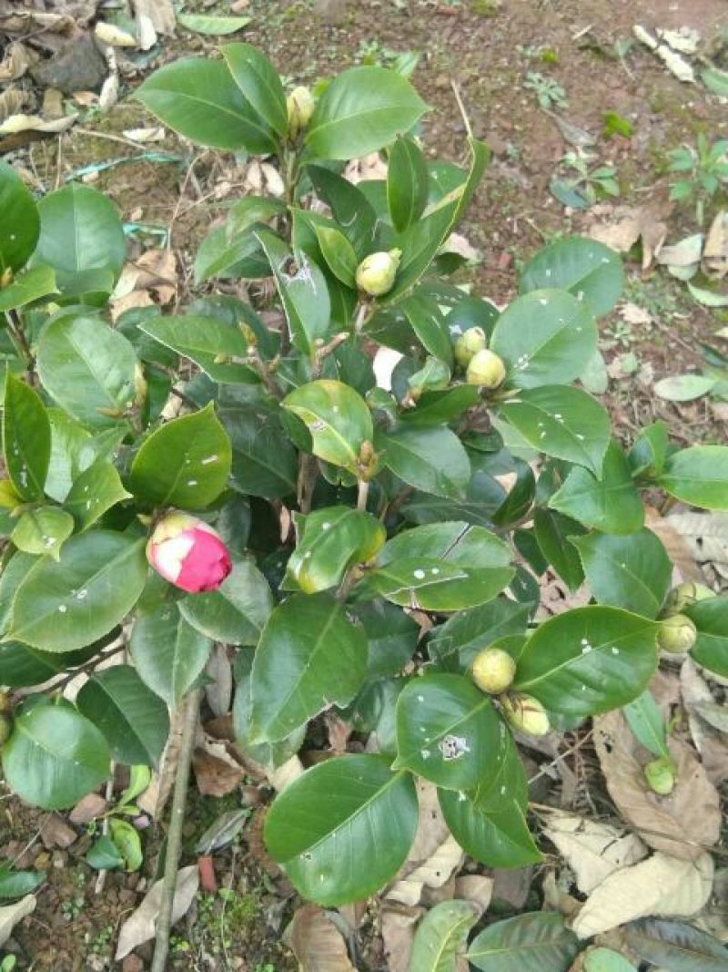 七芯茶花