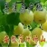 砀山梨250~300g纸箱