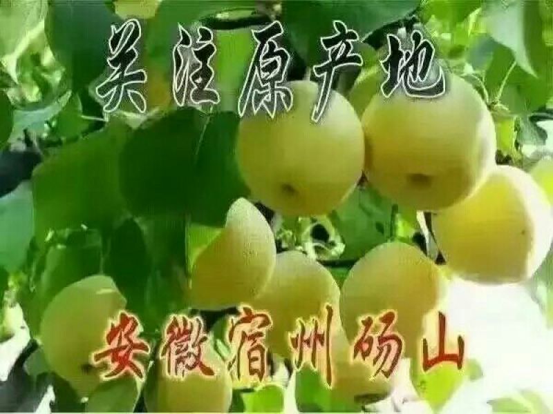 砀山梨250~300g纸箱