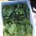 名门菠菜15~20厘米