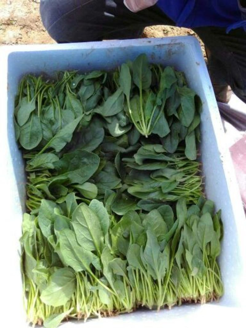 名门菠菜15~20厘米