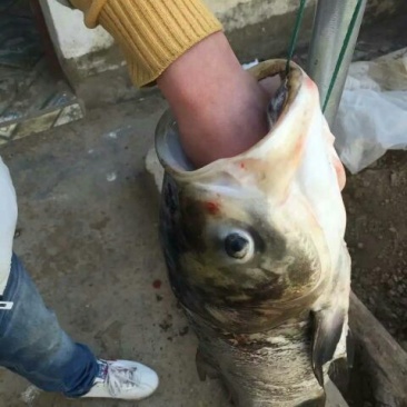 鲢鱼食用活鱼