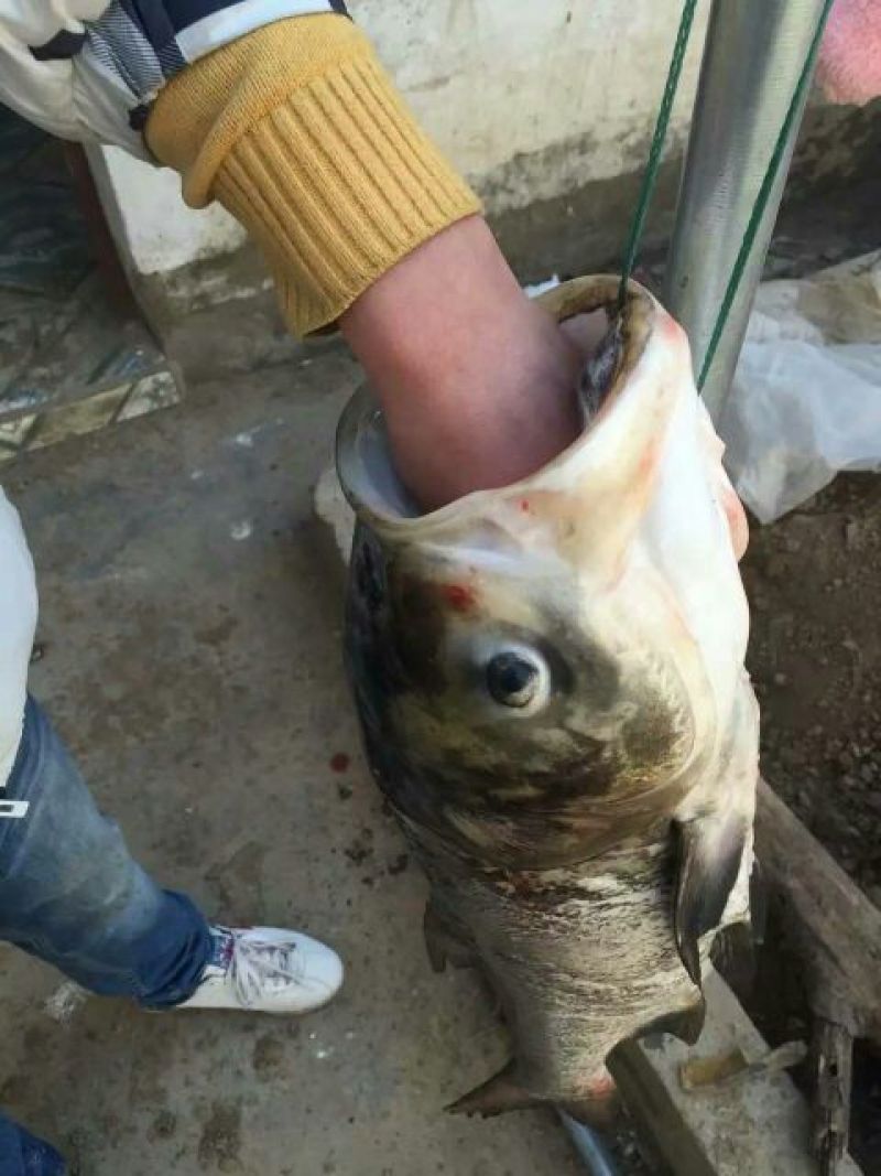 鲢鱼食用活鱼