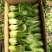 小油菜2两以上需要联系我合作共赢