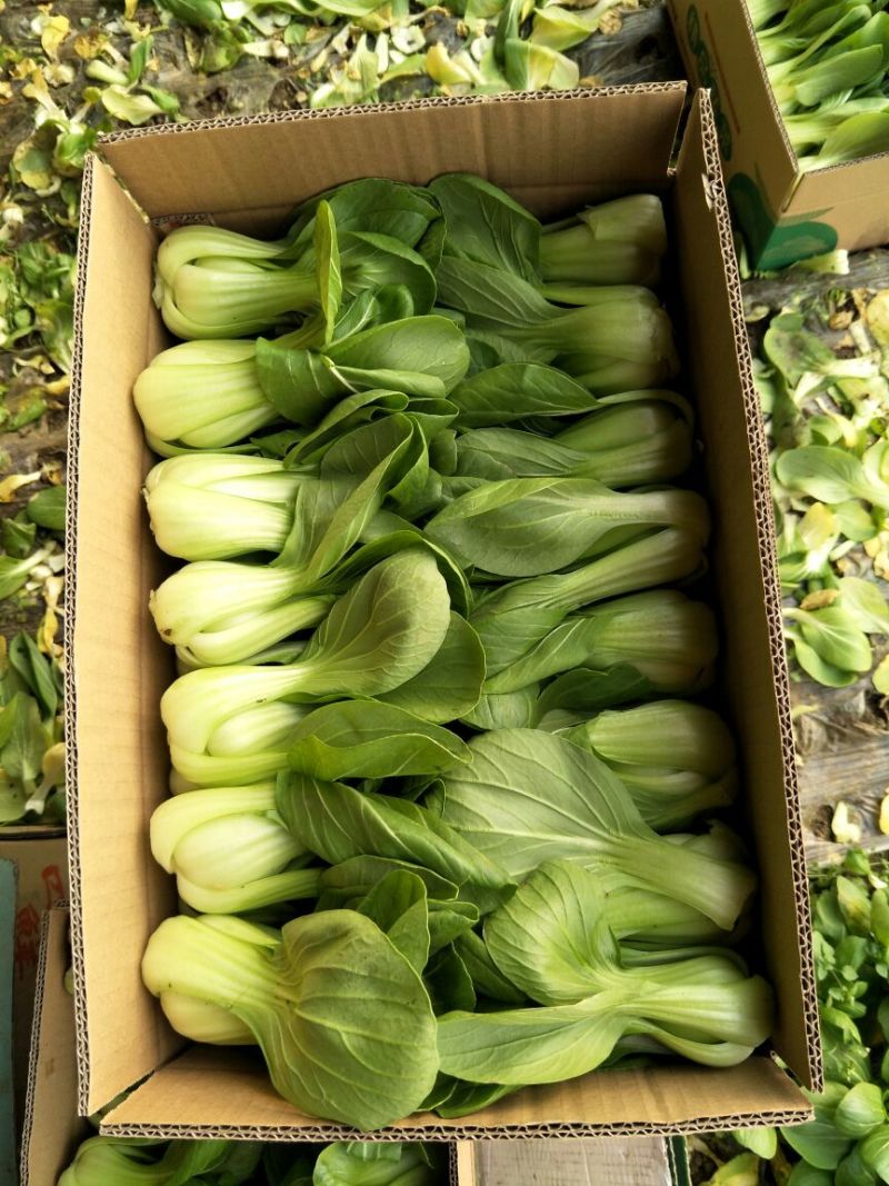 小油菜2两以上需要联系我合作共赢