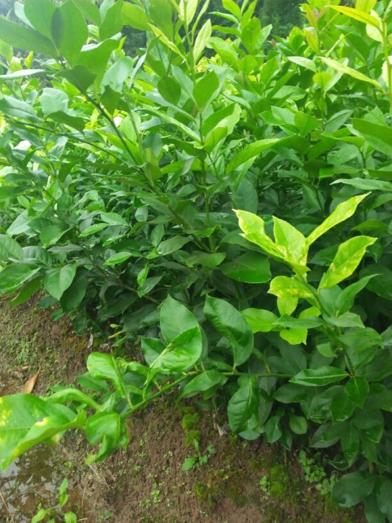 柠檬苗(基地直供，品种纯正，量大价优，苗高四十公分以上