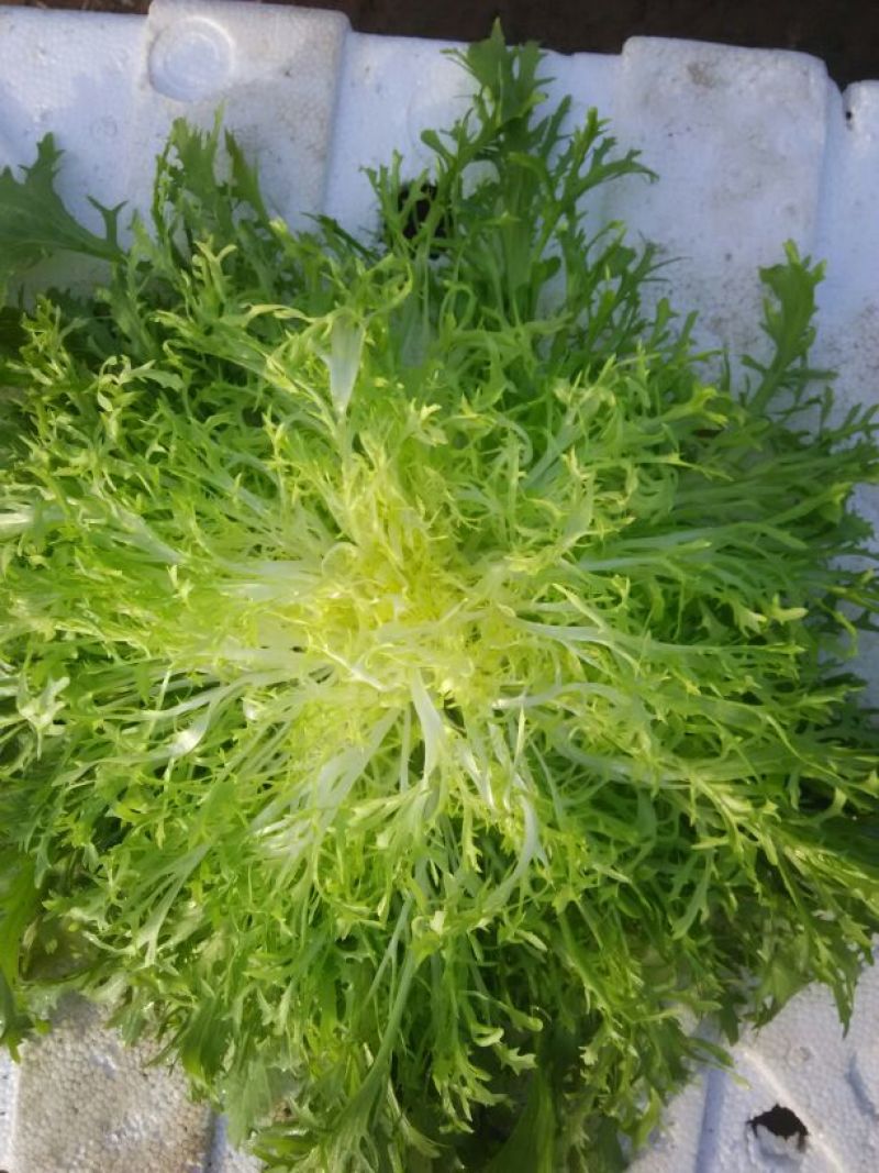 苦菊15~20cm
