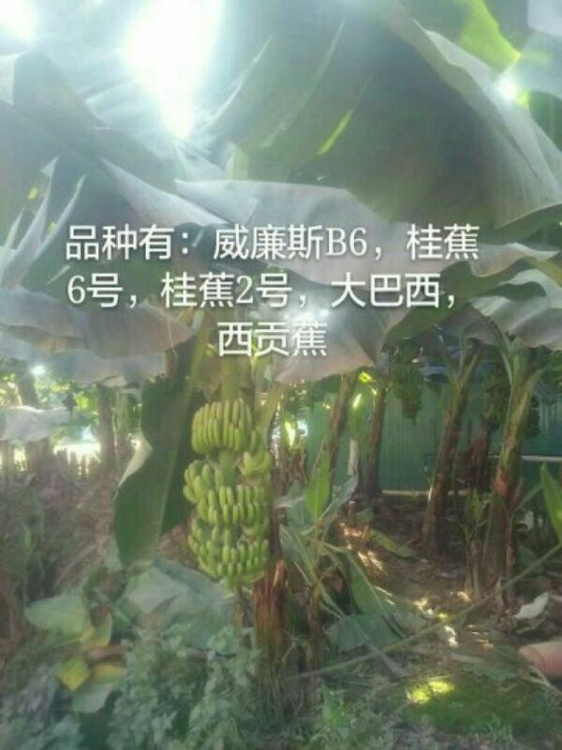 香蕉苗威廉斯桂蕉大巴西