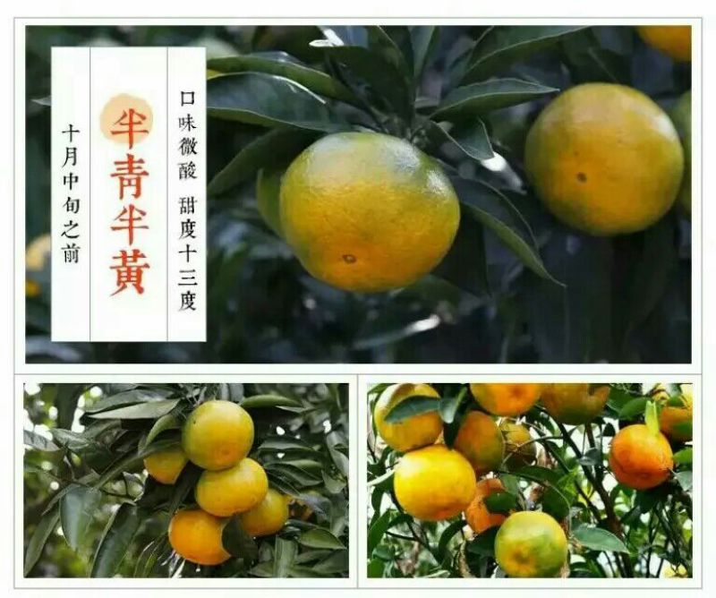 新余金黄蜜橘，甜蜜多汁，甜度高，货源充足，现摘现发。